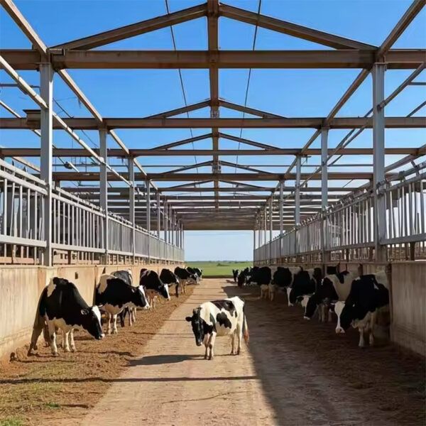 steel structure cow chicken house