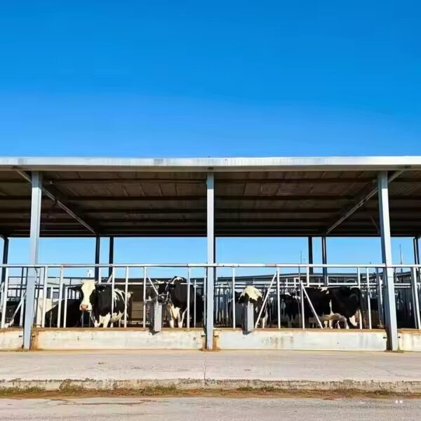 steel structure cow chicken house - Image 7